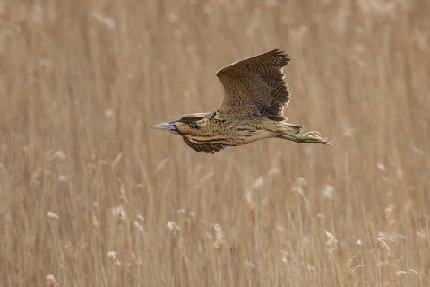 Eurasian or Great bittern (Botaurus stellaris) adult bird flying over a reedbed in spring, RSPB
