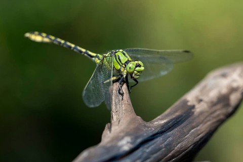 Green culbtail, green snaketail, green wedge, ophiogomphus cecilia, anisoptera, damselflies,