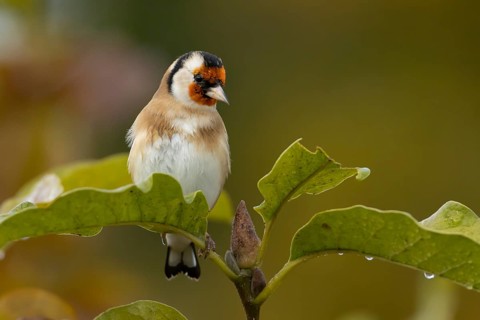 European goldfinch (Carduelis carduelis) adult garden bird in a magnolia tree with autumn colour