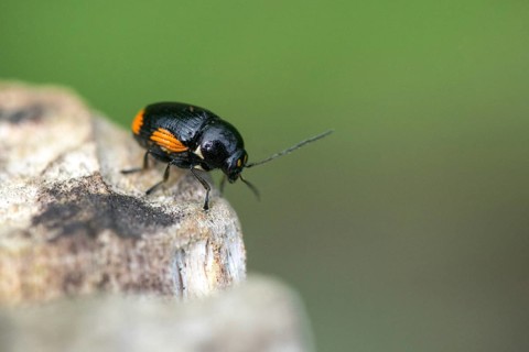 Leaf beetle, chrysomelidae, cryptocephalinae, cryptocephalus moraei, drop beetle, yellow-black leaf