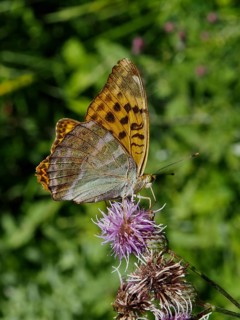 Close-up of a butterfly, the Emperor (Argynnis paphia), on a purple flower against a green