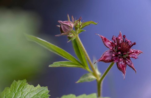 Blood Eye, Comarum Palustre, Potentilla Palustris, Rosaceae, Rose Family, Swamp Blood Eye, Flora,