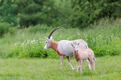 A female Scimitar Oryx (Oryx dammah) and a young run across a green meadow on a cloudy day. Extinct
