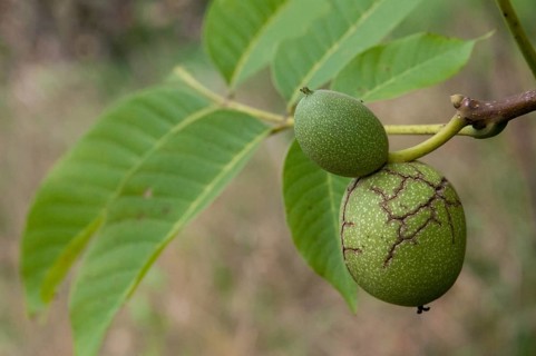 Real walnut, English walnut, Juglandaceae, Juglans regia, Madeira walnut, Persian walnut, walnut