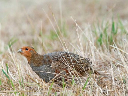 Partridge (Perdix perdix) on a mown meadow, Solms, Hesse, Germany