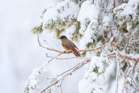 Siberian Jay (Perisoreus infaustus), Finland