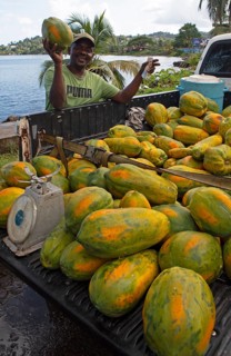 Jamaican man, 57 years old, selling papayas from the back of his pickup truck, Port Antonio,