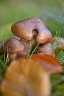 Bitter oak knight, Tricholoma ustaloides, fungi, fungus, high size, portrait format, mushrooms