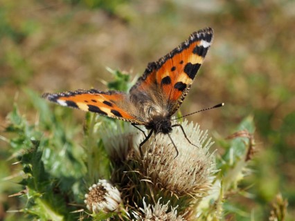 An orange and black butterfly, the Small tortoiseshell (Aglais urticae), perched on a thistle in