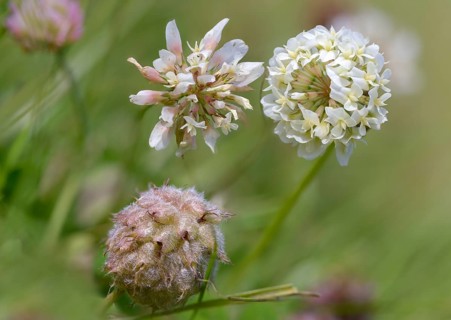 Strawberry clover, raspberry clover, creeping clover, trifolium fragiferum, trifolium repens, white