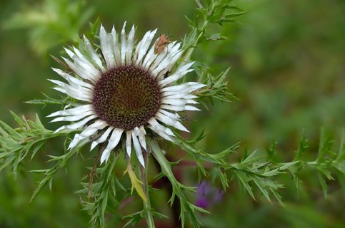 Asteraceae, carlina acaulis, boar root, daisy carline thistle, flora, plants, plants, silver