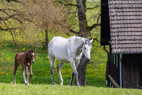Foal pasture at Marbach main and state stud. Württemberger Warmblood with their foals. The stud is