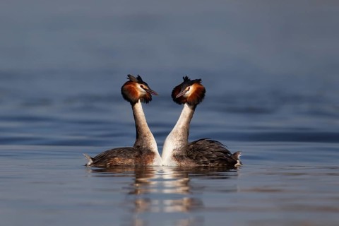 Great crested grebe (Podiceps cristatus) two adult birds performing their love courtship display on