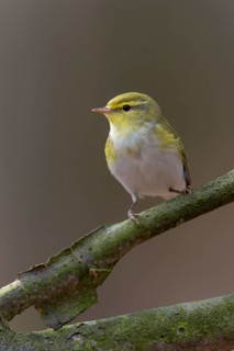 Phylloscopus sibilatrix, woodwarbler, birds, high size, portrait format, passeri, songbirds,