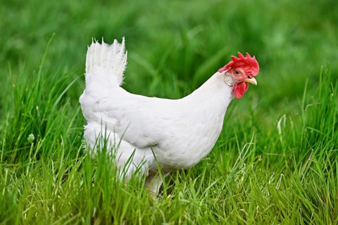 Swiss chicken standing in meadow, Mühlau, Canton of Aargau, Switzerland