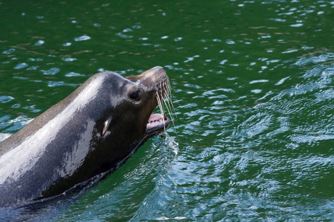 Male harbour seal (Phoca vitulina) in the water, Nuremberg Zoo, Middle Franconia, Bavaria, Germany