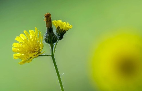 Asteraceae, European hawkweed, hawkweed, hieracium lactucella, daisy, pilosella lactucella, flora,
