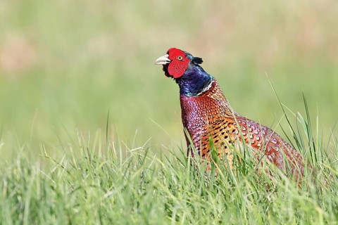 Pheasant, common pheasant (Phasianus colchicus), adult male bird uttering a courtship call in a