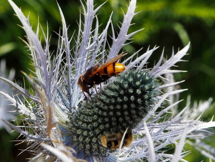 A hornet hoverfly (Volucella zonaria) viewed up close on a flowering thistle in the wild, Goms,