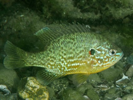 A pumpkinseed sunfish (Lepomis gibbosus) amongst algae and rocks, Baumgärtli dive site, Lake Zug,