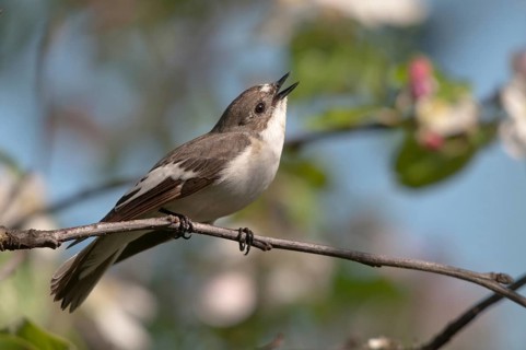 Ficedula hypoleuca, pied flycatcher, mourning snapper, mourning snapper, birds, song, passeri,