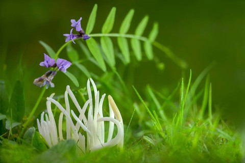 Clavaria fragilis, Clavaria vermicularis, fairy fingers, white spindle, white worm coral, meadow