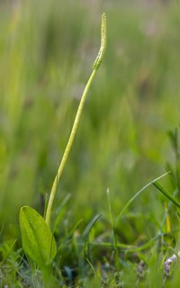 Common snake tongue, snake tongue, snake tongue family, ophioglossaceae, ophioglossum vulgatum,
