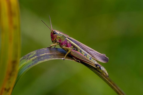 Acrididae, caelifera, field locustines, locustinae, mecostethus grossus, stethophyma grossum,