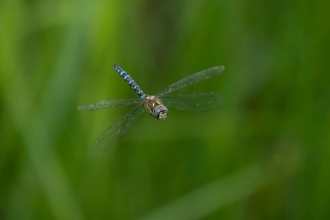 Migrant hawker dragonfly (Aeshna mixta) adult insect flying over a pond in summer, Suffolk,