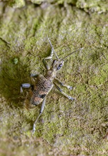 Snappy pintreck, blackspotted pliers support beetle, hardwood pincheon, rhagium mordax,