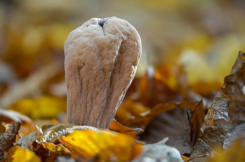 Clavariadelphus pistillaris, large Hercules leg, Hercules leg, common club coral, fungi, fungus,