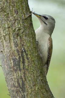 Grey-headed Woodpecker woodpecker, grey-faced woodpecker, grey-headed woodpecker, picus canus,