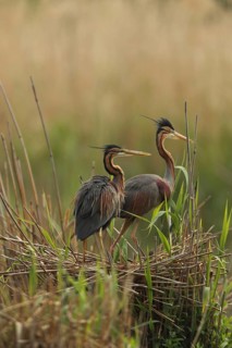 Two herons in a reed nest against a natural backdrop, a purple heron (Ardea purpurea) in the nest,