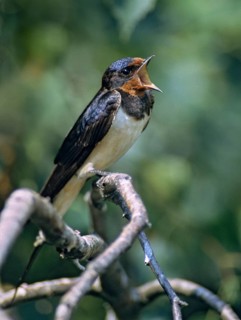 Hirundo rustica, house martin, swallow, birds, song, high size, portrait, male, passeri, swallows,
