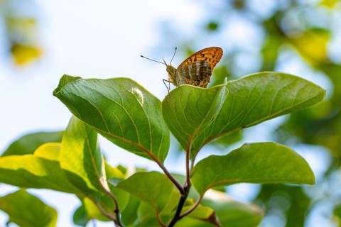 An imperial fritillary (Argynnis paphia) perched on a leaf, Ternitz, Lower Austria, Austria