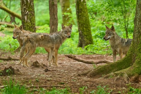 Three wolves stand alertly in a green woodland setting, Wolf (Canis lupus), Germany