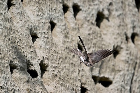 Sand martin (Riparia riparia), taking off from its breeding tube, Reussegg nature reserve, Canton