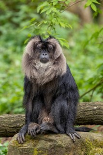 A monkey sits calmly on a rock next to a tree trunk, surrounded by nature and greenery, bearded
