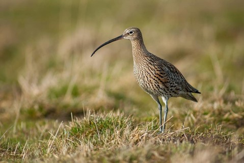 Curlew, curlew, numenius arquata, birds, curlew, charadriiformes, limikolen, snipe birds,