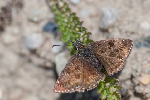 Dingy skipper, dark-headed butterfly, insects, butterflies, insects, butterflies, butterflies,