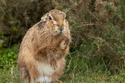 European brown hare (Lepus europaeus) adult animal stretching in grassland, England, United Kingdom