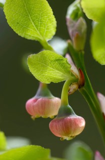 Bickberry, blueberry, ericaceae, European blueberry, heather family, blueberry, mollberry,