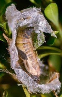 Box tree moth, boxwood moth, boxwood moth, cydalima perspectalis, moth, web, high size, portrait