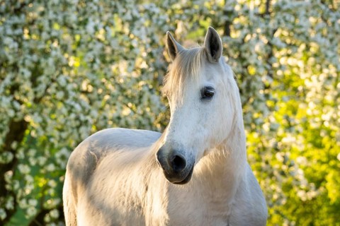 Horse, mold, mare, portrait, in spring, evening sun, blossoming trees in the background