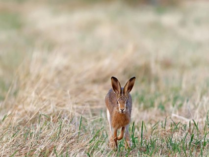 A brown hare (Lepus europaeus) runs towards the photographer across a meadow, Solms, Hesse, Germany
