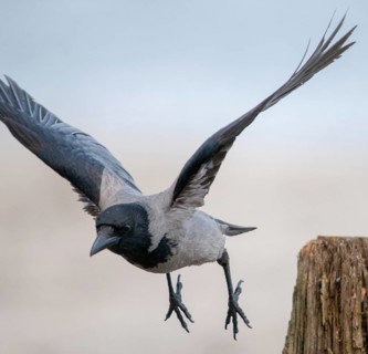 Corvus cornix, hooded crow, birds, corvidae family of birds, passeri, corvids, songbirds, birds