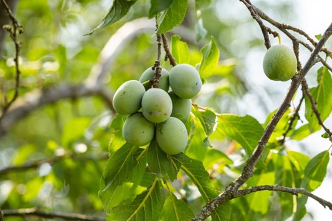 A branch with several green plums (Prunus domestica) and surrounding leaves, Ternitz, Lower