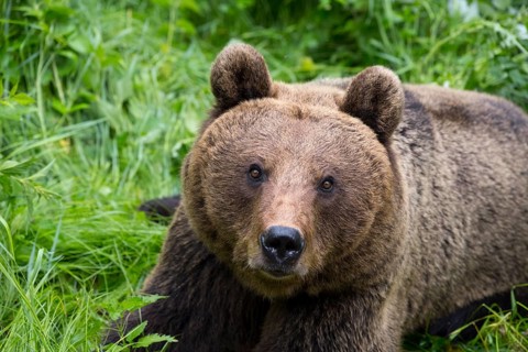 A brown bear lies relaxed in the tall grass of the forest, European brown bear (Ursus arctos