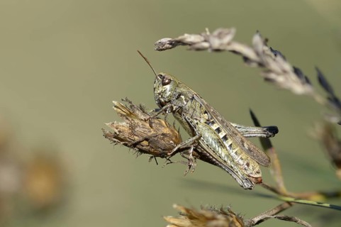Acrididae, Brandenburg, Caelifera, Germany, field locusts, gomphocerinae, short-feeler, Nabu