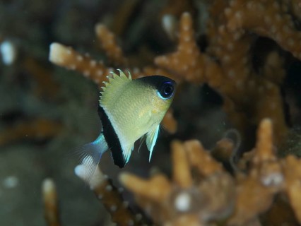 Colourful reef cichlid with black markings, the black-banded reef cichlid (Pycnochromis